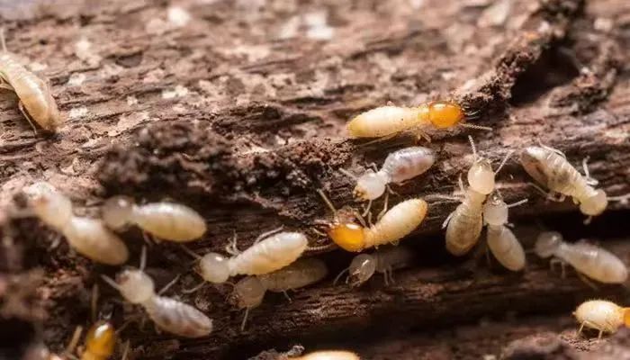白蚁即将“出击”，这份防蚁攻略请收好