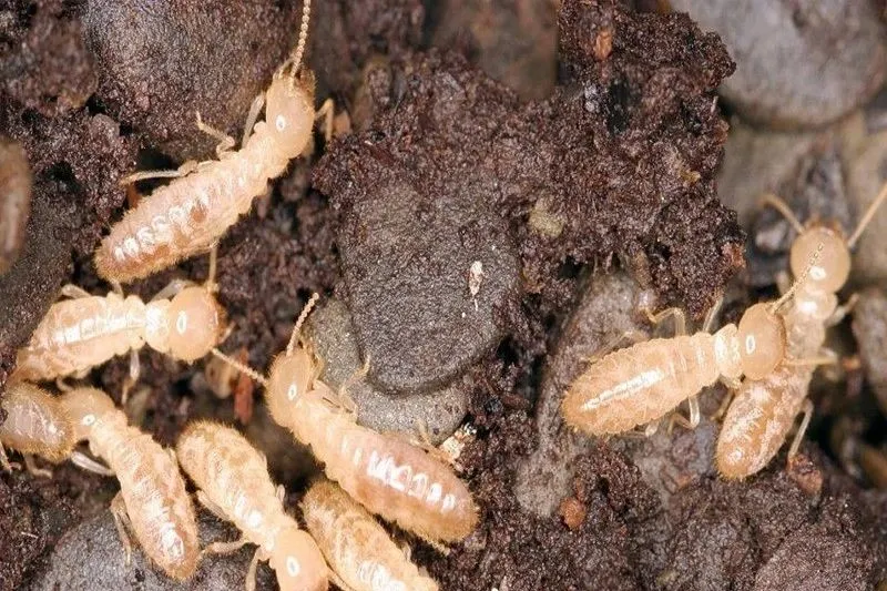 【白蚁防治】家中发现白蚁？这些操作可能让房屋“病入膏肓”！