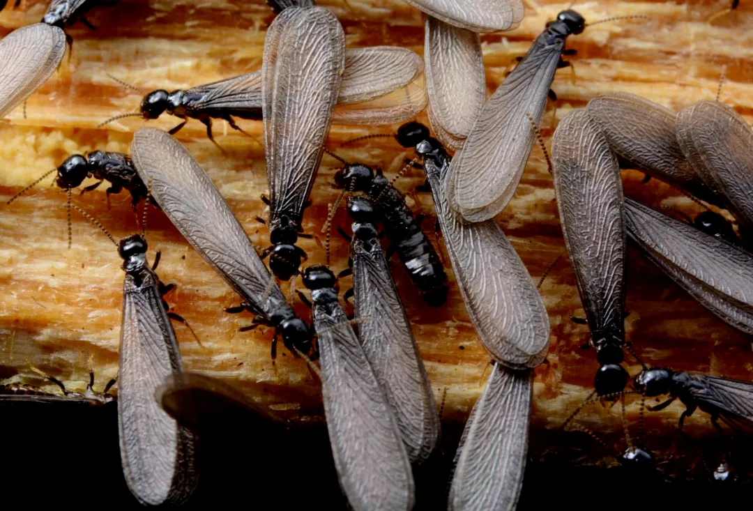 【白蚁防治】四川重庆被黑胸散白蚁入侵，如何防治？看这一篇就够了！