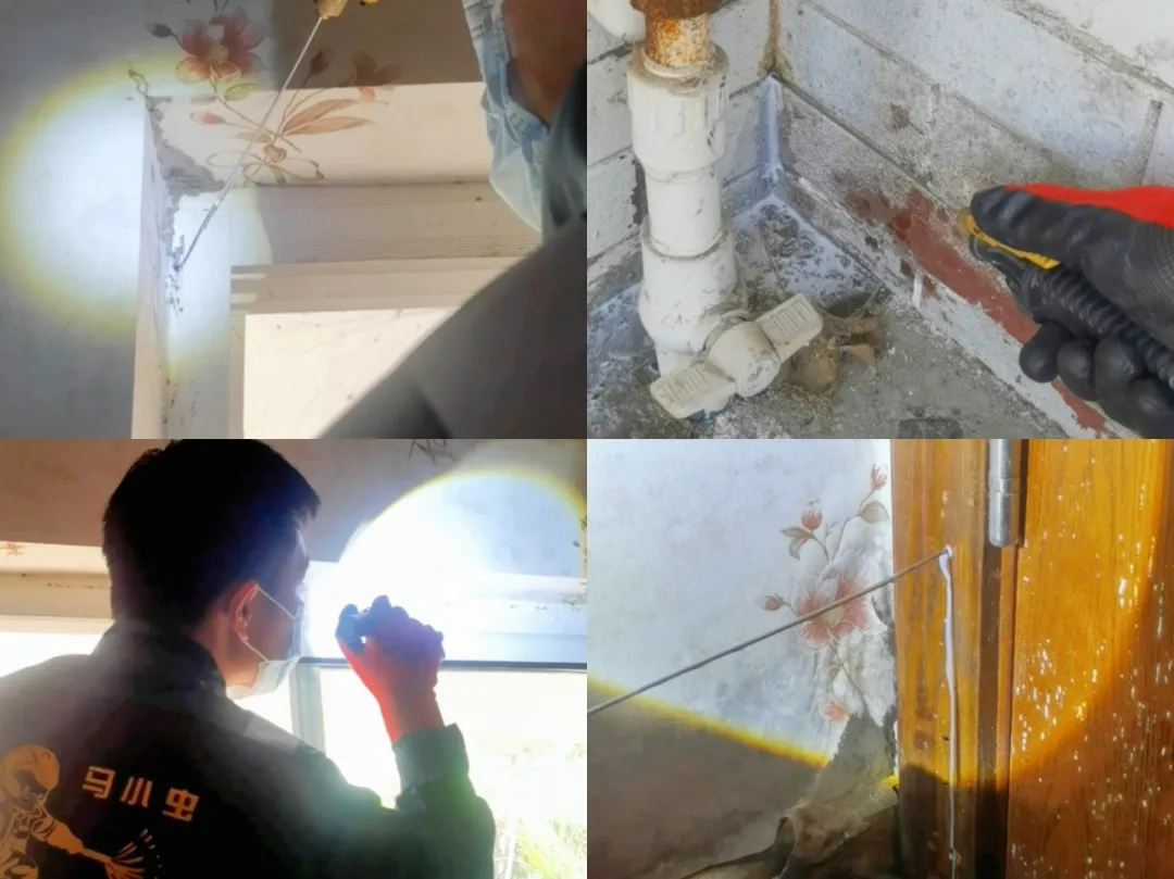 你以为关窗就安全？白蚁的地下偷袭正在吞噬你的家