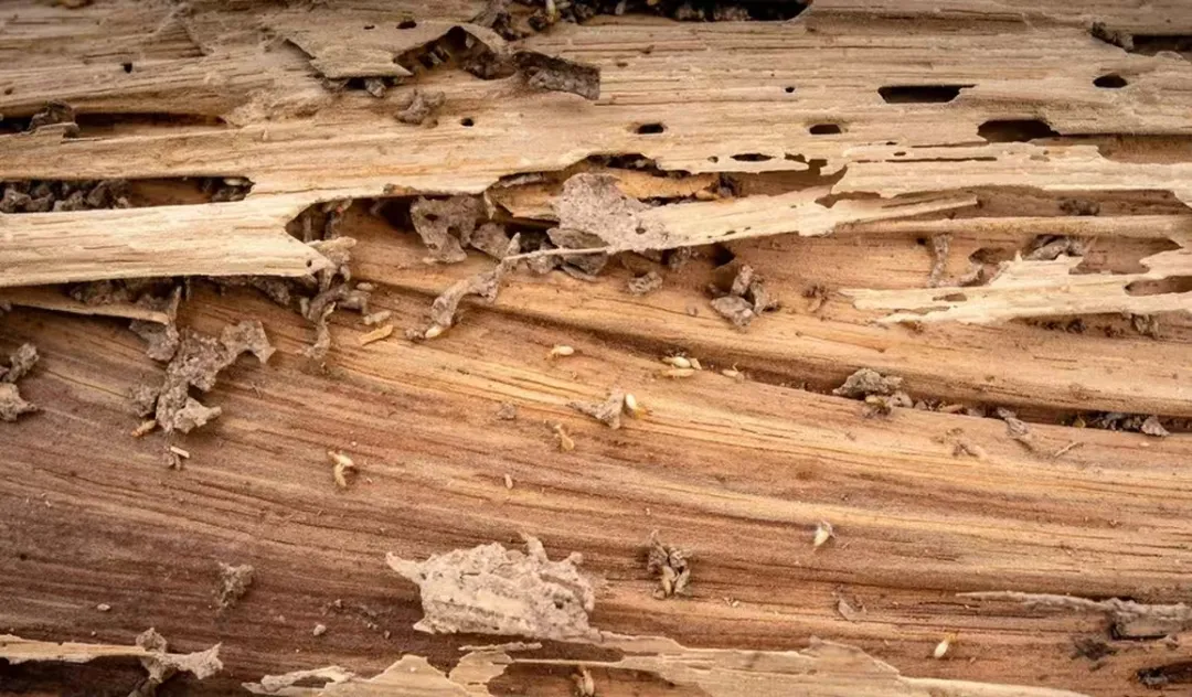 【白蚁防治】建筑保卫战：破解白蚁入侵的隐形通道