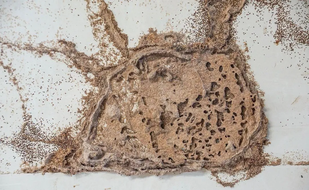 【白蚁防治】白蚁的超能力：为什么普通杀虫剂对它们完全无效？