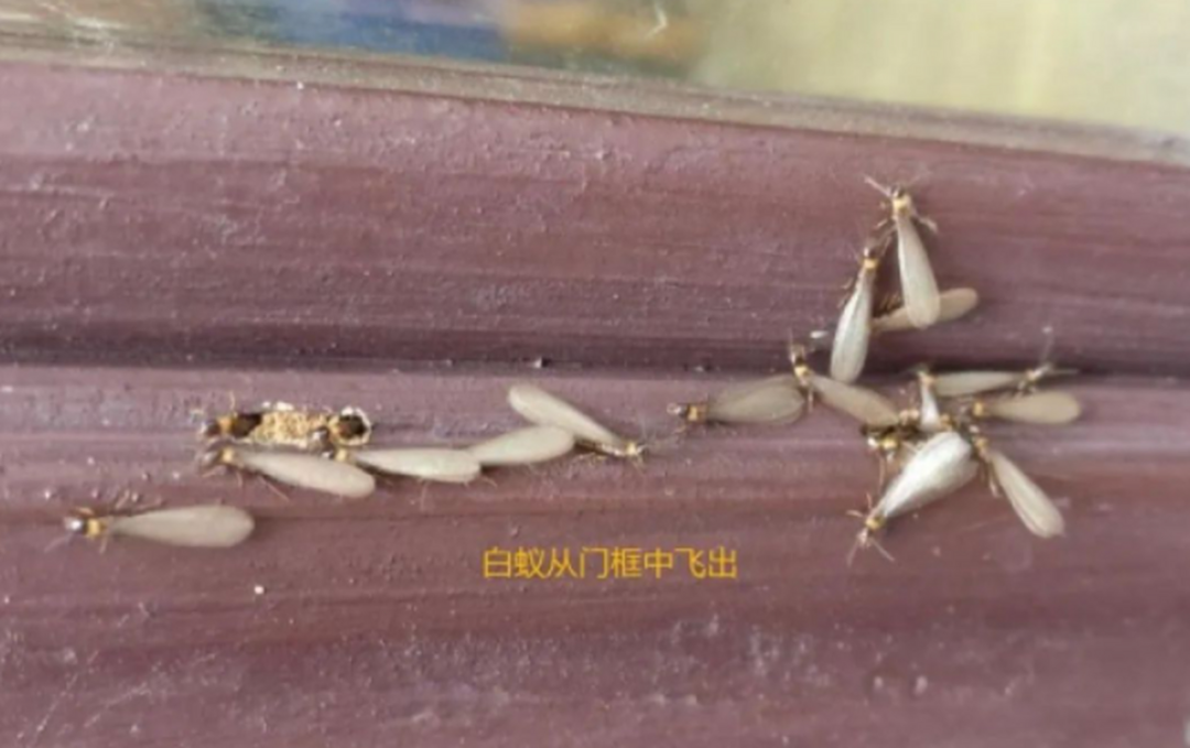 白蚁“分飞期”：昆虫界的“浪漫私奔”背后居然暗藏危机