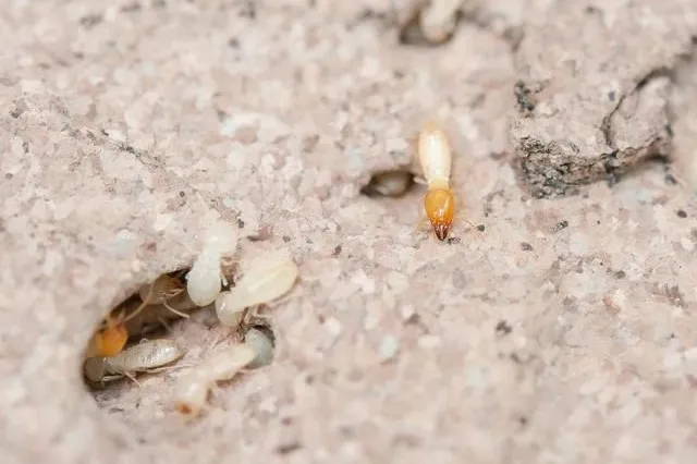 【白蚁防治】深夜天花板传来沙沙声？当心白蚁正在啃噬你的家！