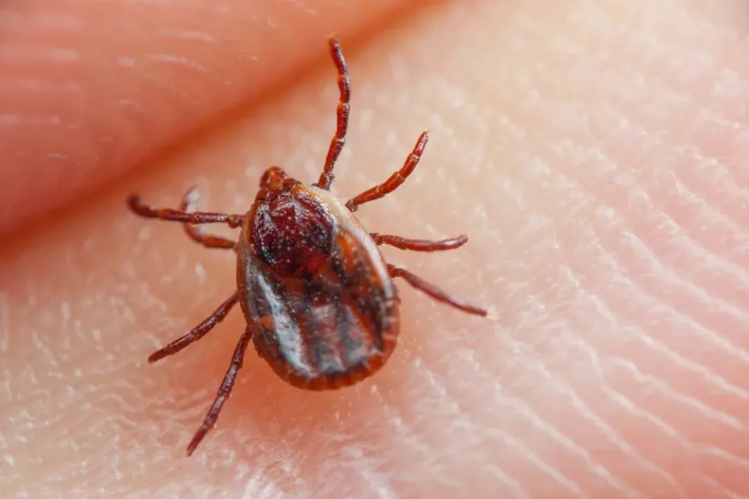 南北虫患大揭秘：你家可能正被“入侵”！