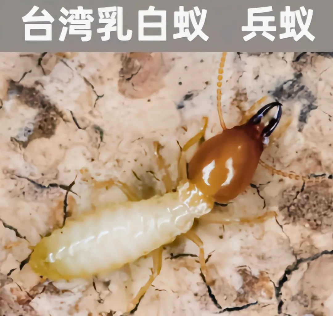 警惕！这4种白蚁正在啃食你的家