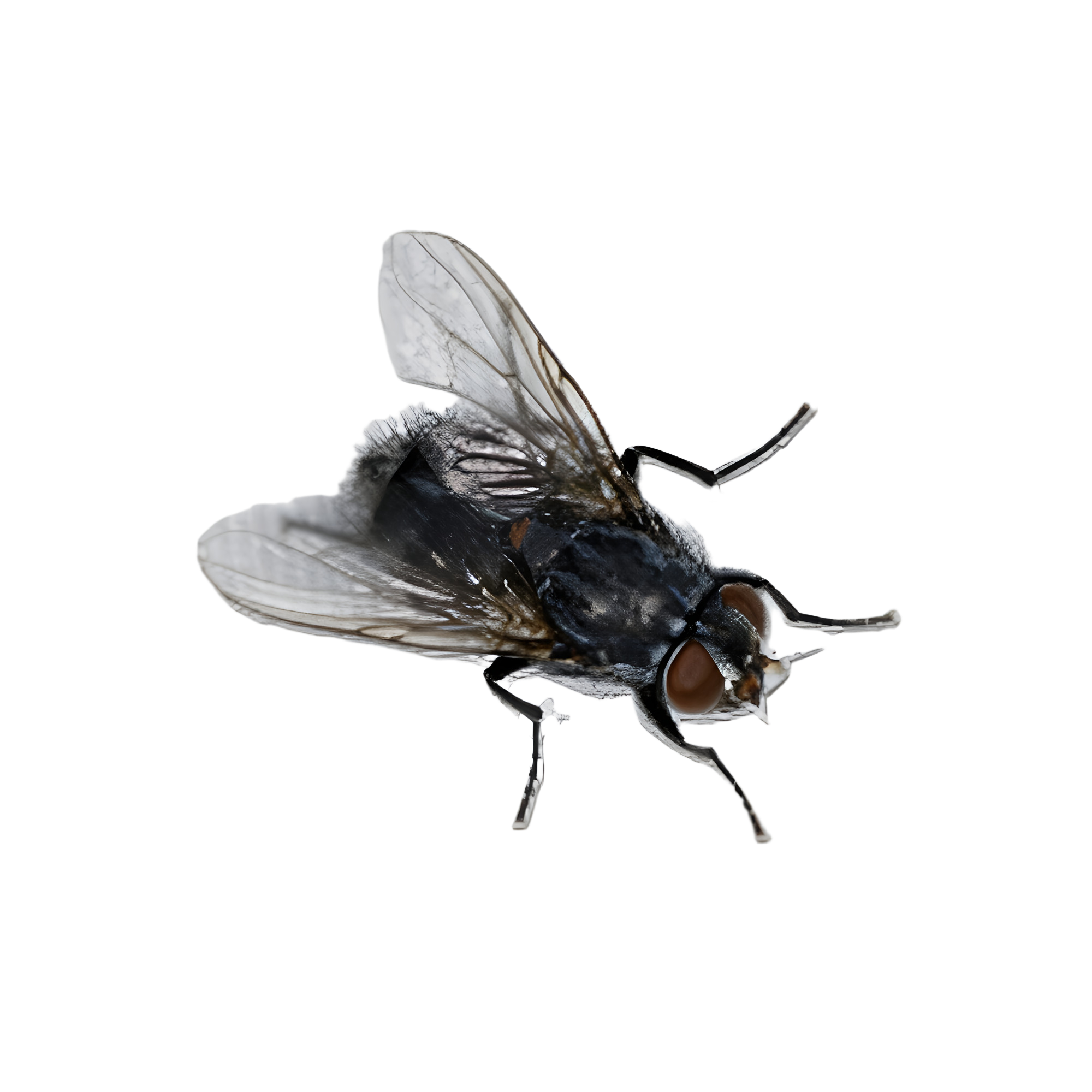 苍蝇：自然界的 “超速污染流水线”​