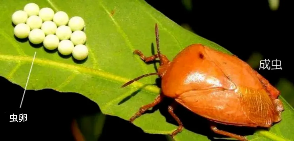 别慌！衣物惊现臭屁虫虫卵，紧急应对全攻略！