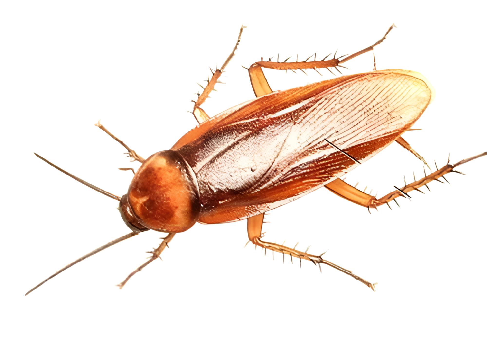 你家墙角藏着 “双马尾杀手”？90% 的人当普通毛发差点遭灾