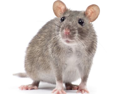 暴雨过后，千万警惕！那些 “杀手” 已盯上你的家人！