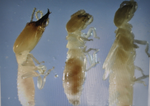 天花板突然掉灰！别犹豫！现在就检查这 3 个地方，晚 1 天损失过千！