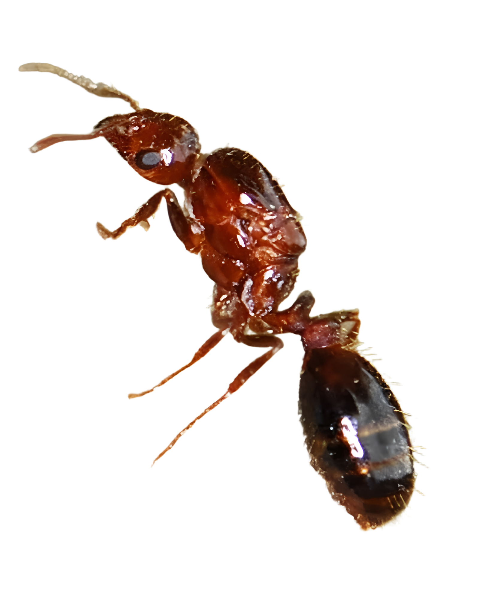 千万小心！你家楼下的小土堆，可能藏着致命的 