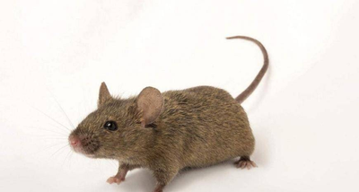 从蚊虫困扰到安心办公：马小虫的专业与用心，藏在细节中。