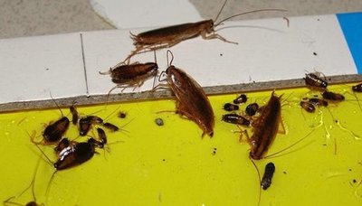 基孔肯雅热的 “酷刑”：关节疼到哭，别慌，马小虫来阻断花蚊子传播