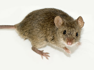 深夜蚊子为啥总叮你？5大绝技藏着猫腻，防不胜防的原因全在这！