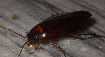 客流暴跌根源曝光！高危漏洞正吞噬利润，专业防线刻不容缓！