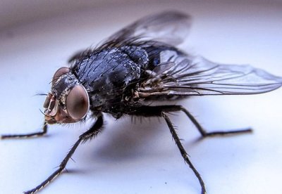 抢占虫控服务黄金赛道！马小虫省级代理招募火热开启！