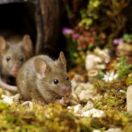 蚊子传病、蜱虫致命？夏季虫害终极攻略，这篇看完直接省心一整夏