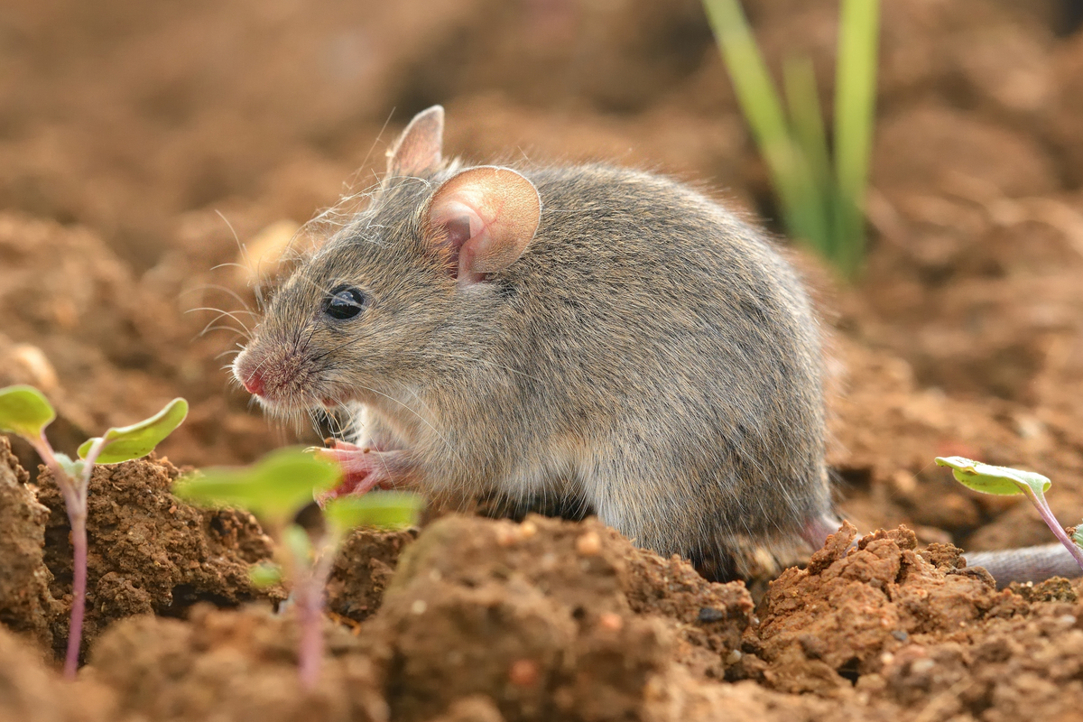 老牌餐厅的白蚁“攻坚战” | 马小虫专业团队，守护用餐环境安全