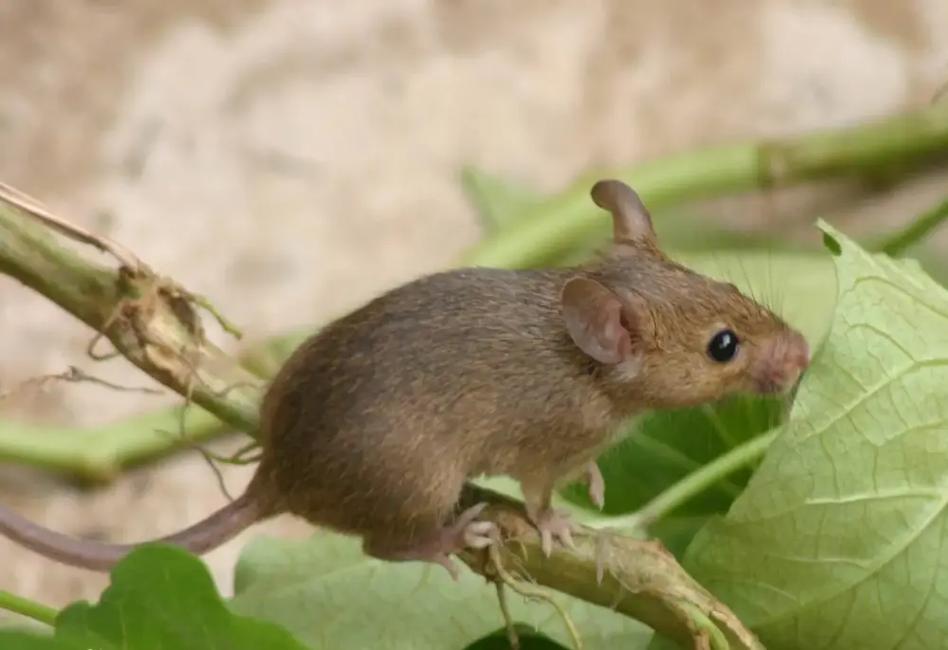 守护新家的第一道防线 | 马小虫在千平别墅装修前，这样给木作材料穿上“防护服”