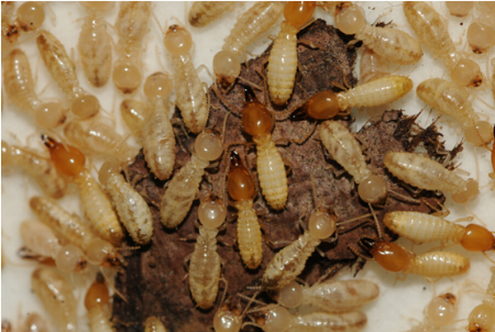 专业，藏于细节 | 马小虫持证消杀师傅的民宿消杀实记