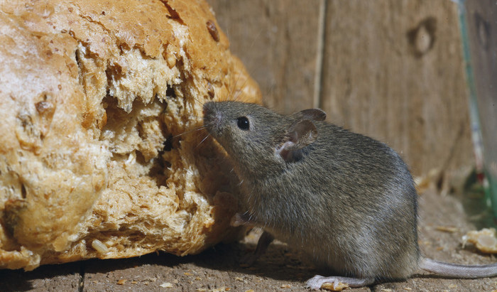 【装修第一步，隐形守护者】白蚁预防做在先，告别虫蛀省万元！