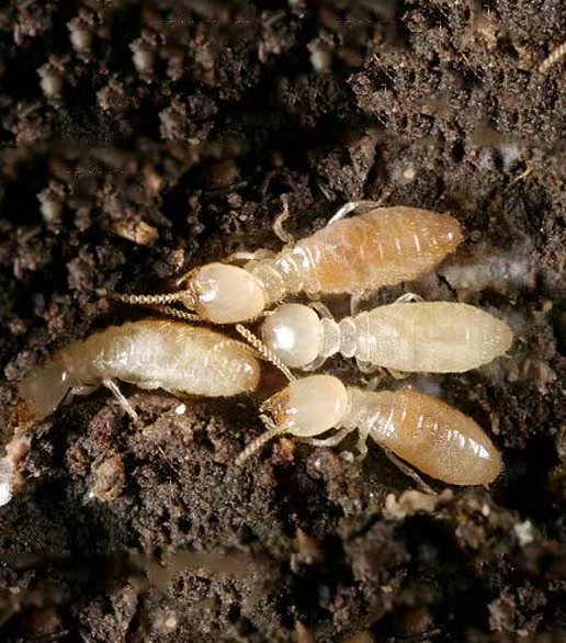 当专业服务融入细致关怀：一家服装店的深度消杀纪实