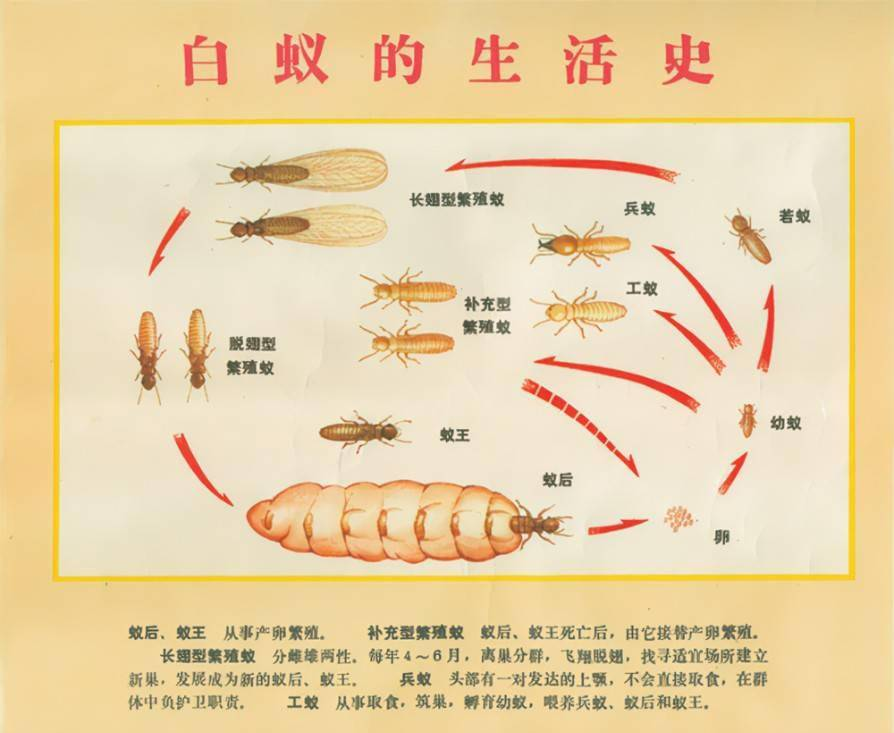 白蚁防治正当时！全面破解“无声破坏者”的入侵信号