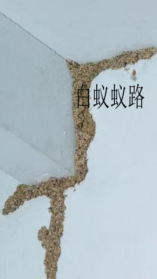 川菜馆戴上「虫害消杀勋章」！马小虫让后厨卫生从“雾里看花”变“明明白白”