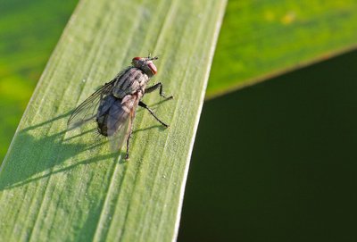 马小虫LOGO在校园阳光下穿梭：马小虫持证师傅凭专业技术守护校园户外环境