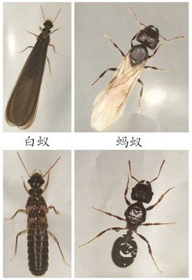 守护学子们饮食卫生“净”在细节！马小虫专业消杀团队走进小学后厨纪实