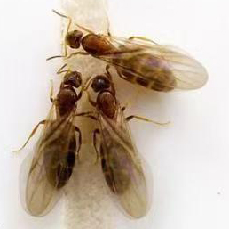 民宿虫害防控无小事！看马小虫如何为精品民宿筑牢安心屏障