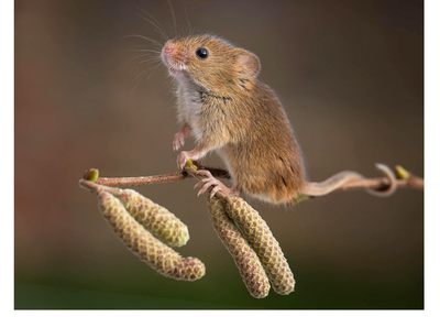 专业守护，无蚊打扰｜跟拍马小虫师傅消杀日常：精准作业，为民宿穿上“防蚊衣”