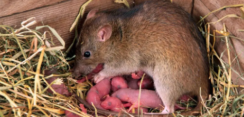 校园四害消杀实录 | 马小虫护航，让孩子的学习环境更安心！