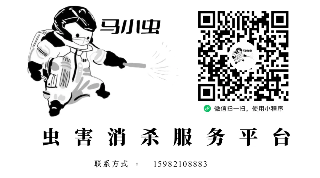 “马小虫”的虫虫大作战