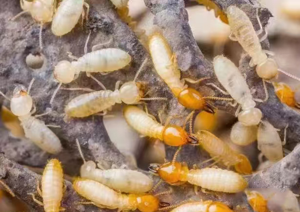 为家园穿上“隐形铠甲”——马小虫小区白蚁防治行动侧记，蚁患无踪，家园更安心