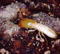 元旦将至，给民宿一份[白蚁保险]！马小虫师傅提前为您的民宿做白蚁防治，让您轻松迎接新年客人